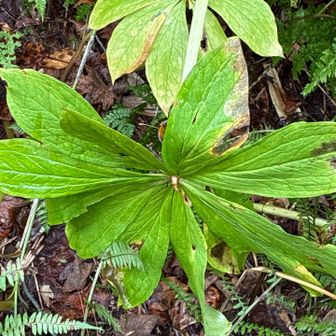 キヌガサソウの花後。特徴ある葉っぱ。