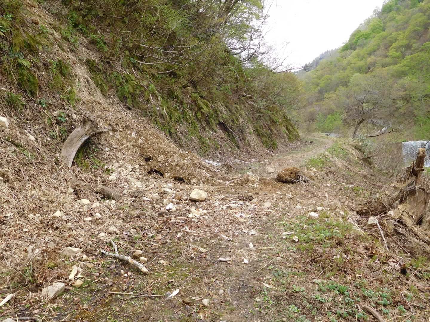 大倉山 往復コースの写真