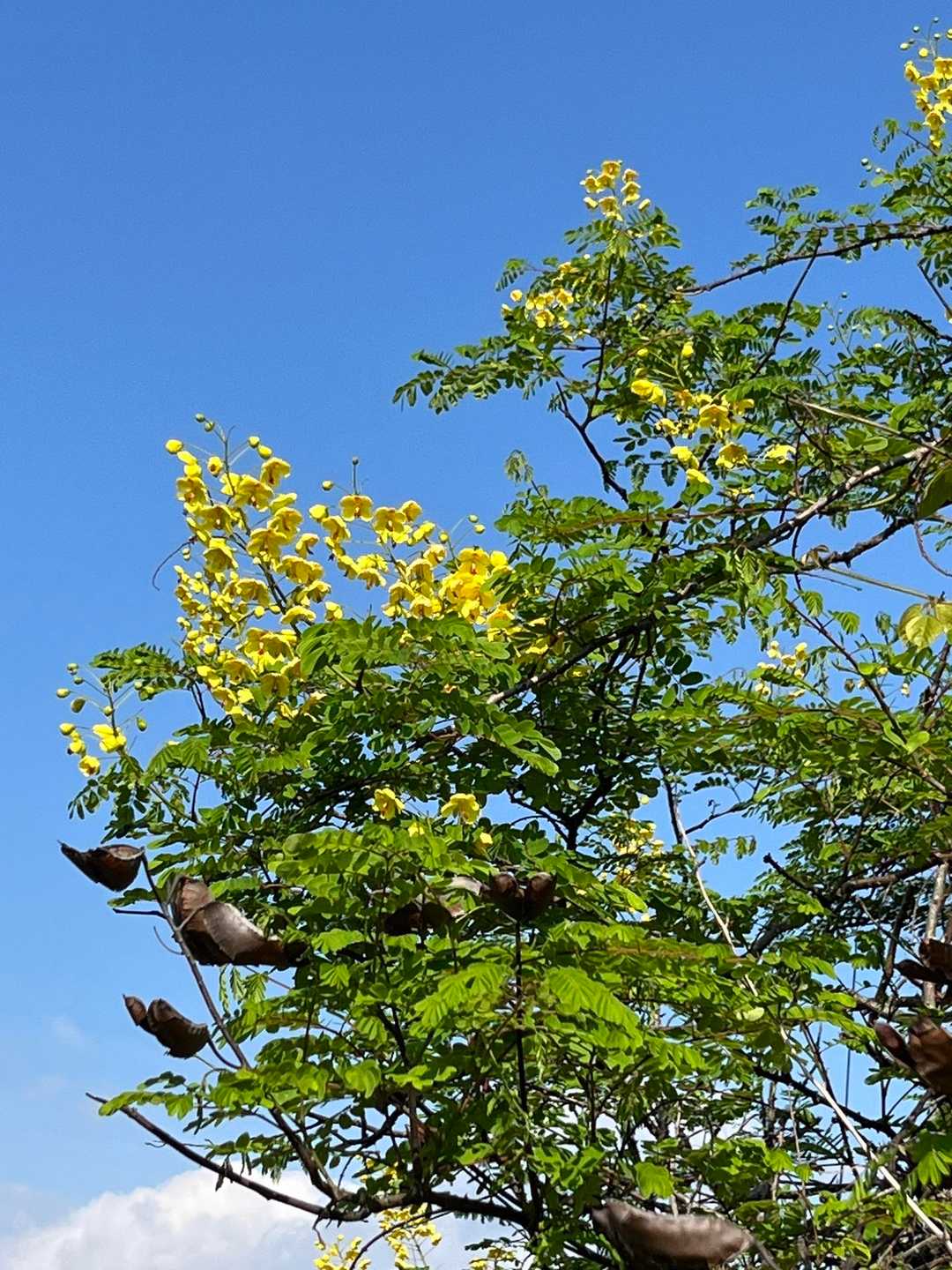 青空に元気いっぱい🌼
