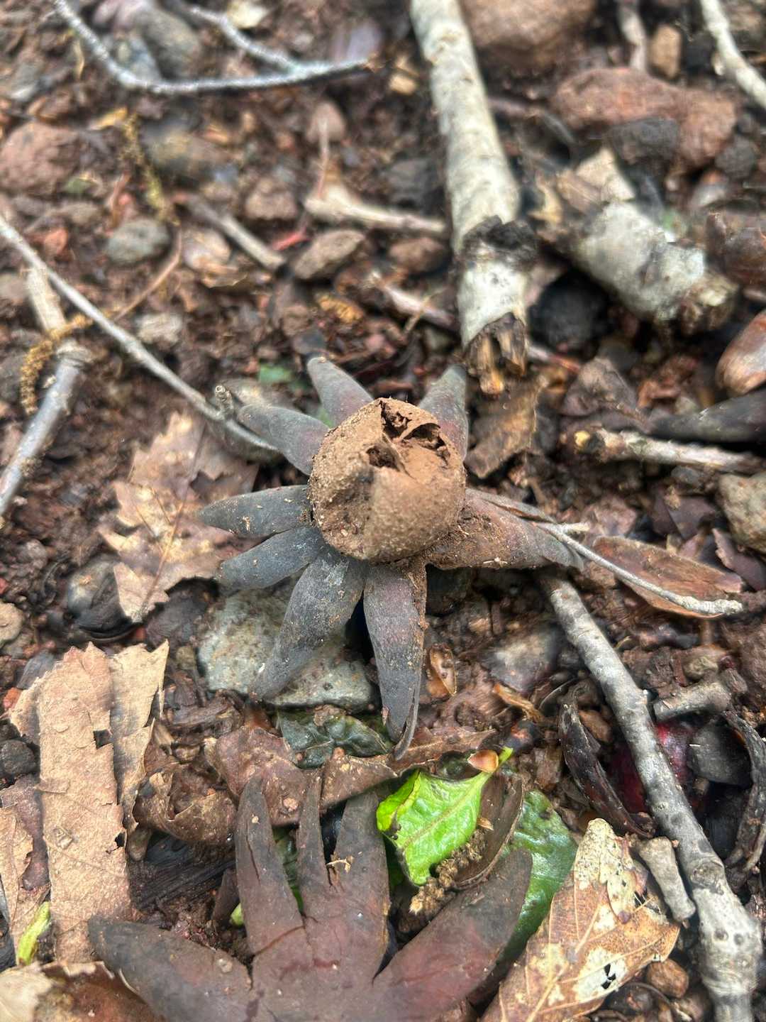 太陽の塔の顔のような🍄