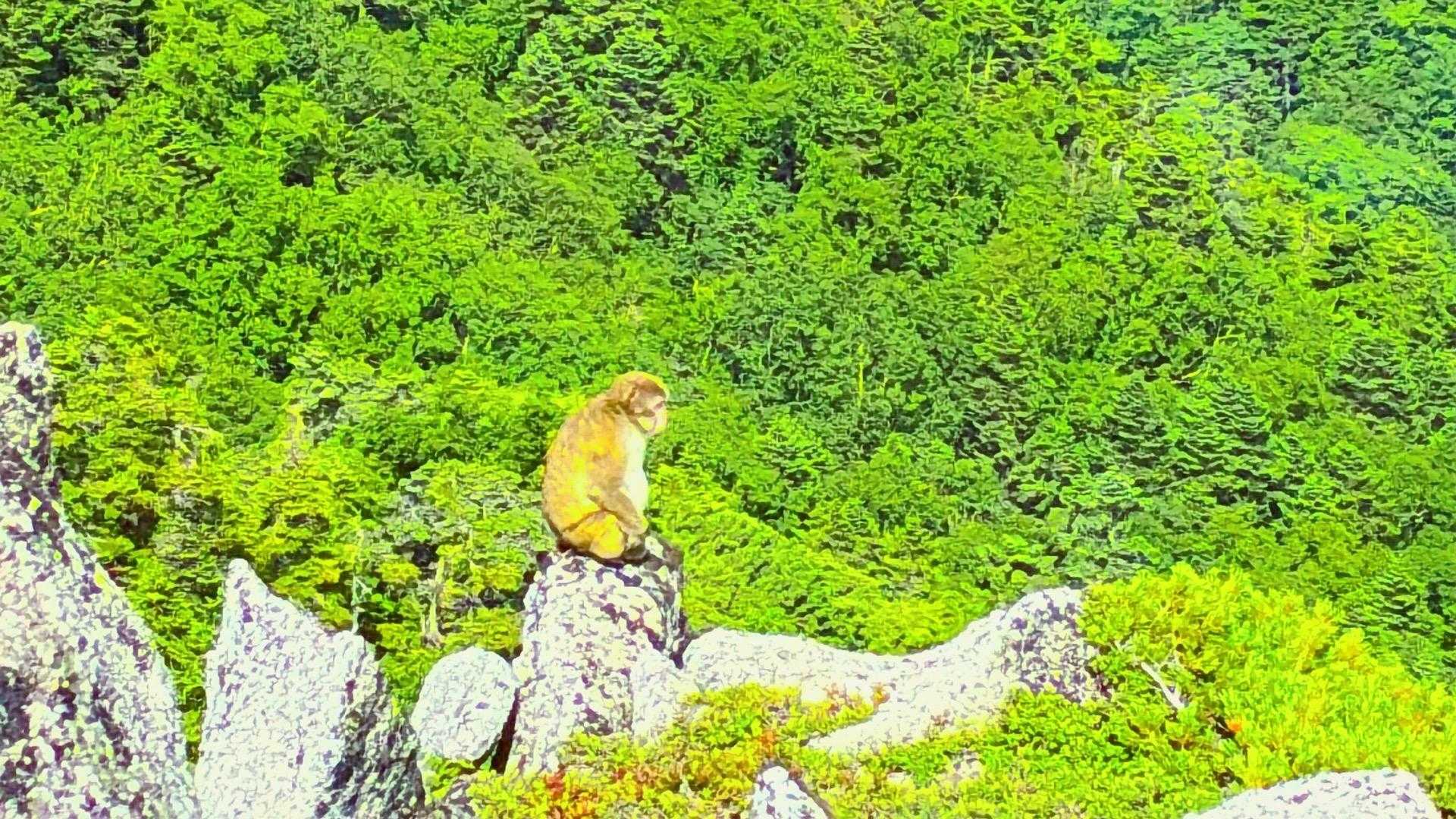 🐒