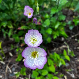 駐車場の隅に咲いてた🌸
マツヨイグサ⁉️