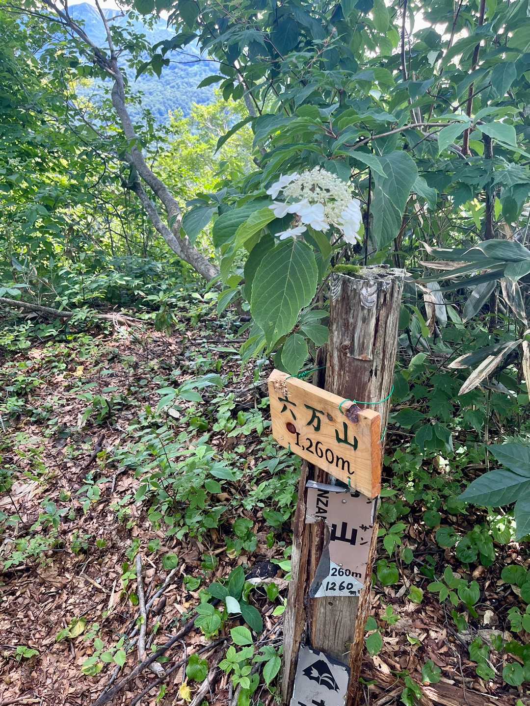 六万山登頂⛰
眺望はなし
上の紫陽花がワンポイント