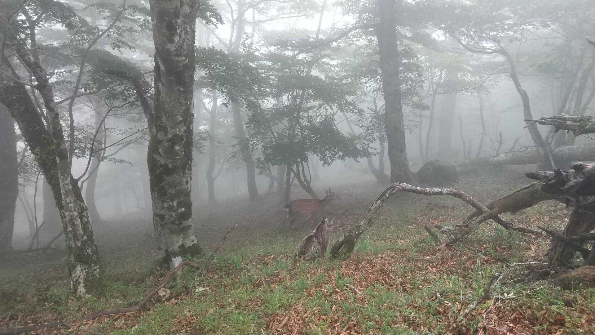 🦌🦌🦌こんにちは