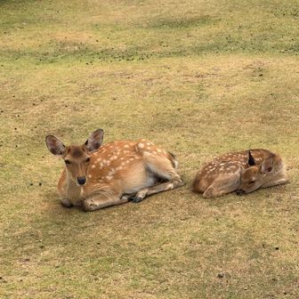 🦌の親子