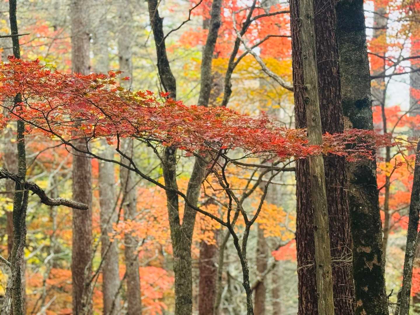 小屋平バス停-牛奥ノ雁ヶ腹摺山-すずらん昆虫館前バス停 縦走コース
の写真