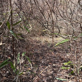 六甲山・長峰山・摩耶山 匍匐前進でないと通れない。
メイちゃん向けの道
夏場はちょっと来たくない