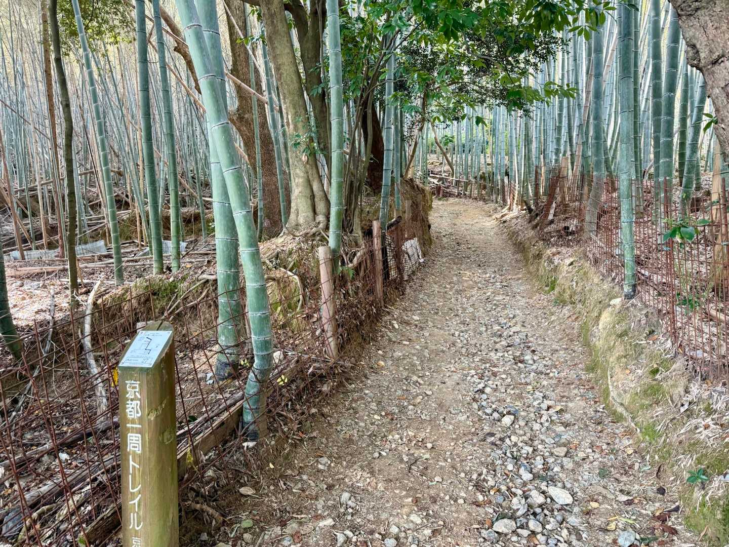 竹の道を進みます
