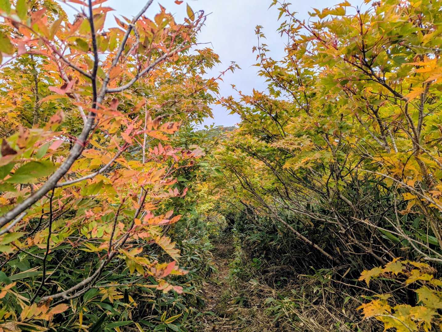 大松倉山への登山道✨️
向かう先の空は白い☁️⋯青空くだされ🙏