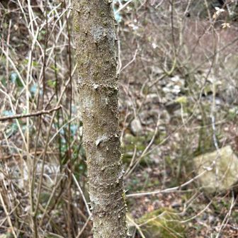六甲山・長峰山・摩耶山 何気なく掴んだら棘がいっぱい刺さった
何してくれんねん！