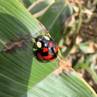 てんとう虫🐞