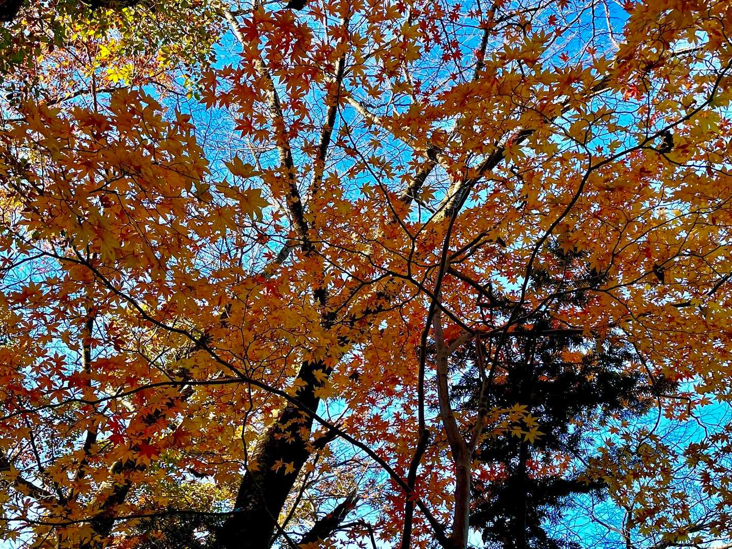 　　格別な紅葉を抜けて蒼き空　　亮