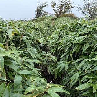 笹が生い茂って藪漕ぎの場所もありました