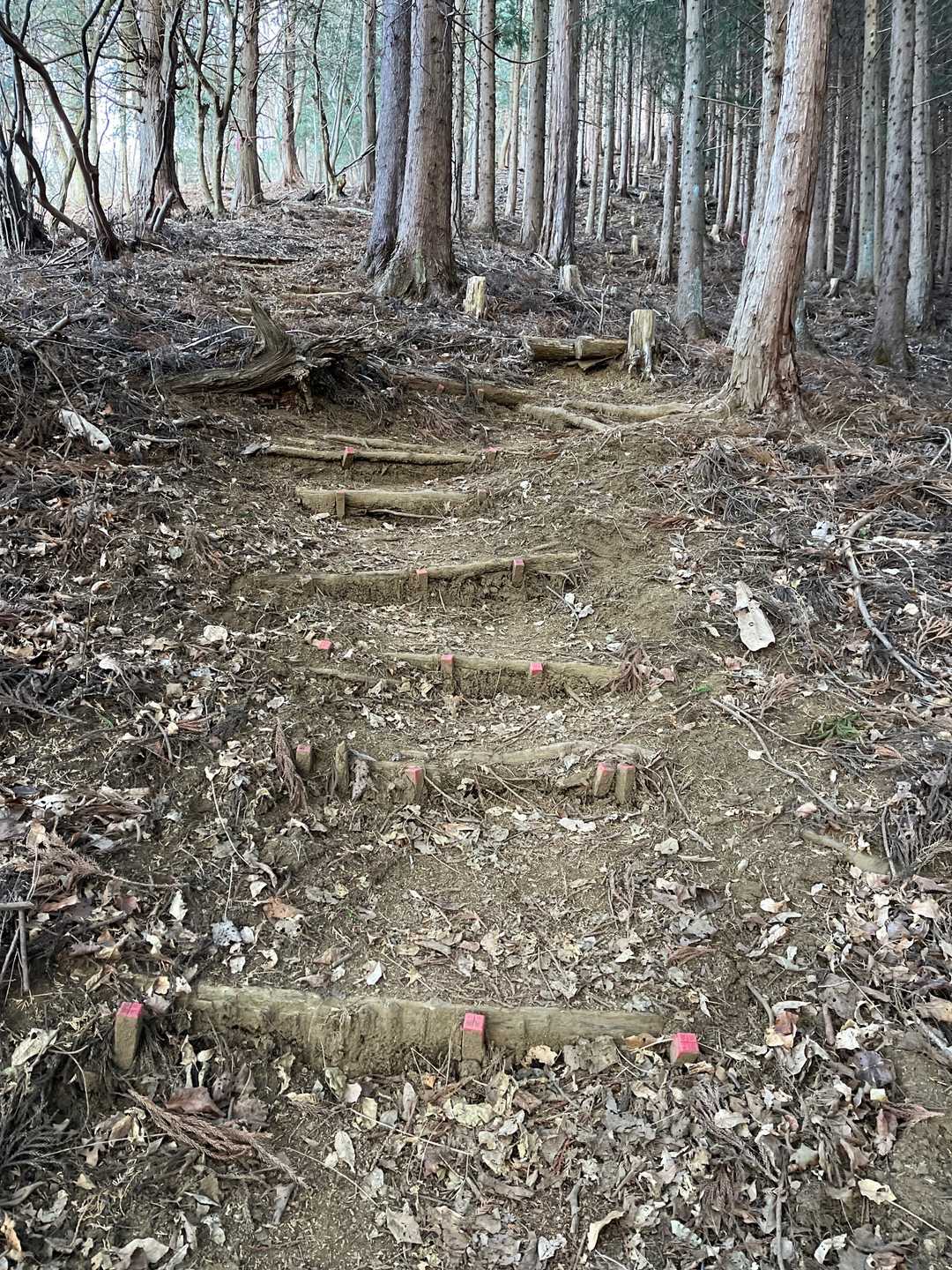 どんどん登って行きます。