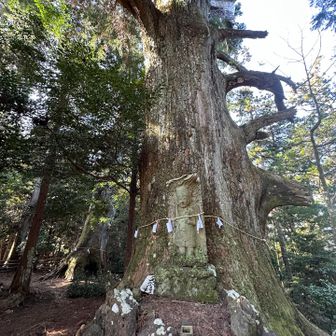 そして！
現代に戻り
🌲⚡️雷杉🌲