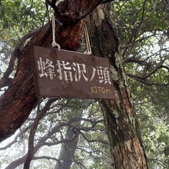 蜂指沢ノ頭⛰️
海外の方が、「Hachizasusawanokashira」と何回も読む練習してたので、通過せずに済みました😅