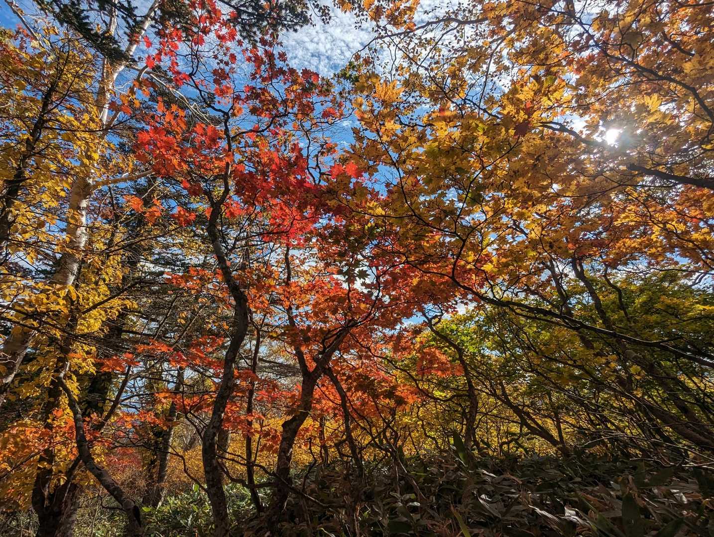 ペケレベツ岳 往復コースの写真