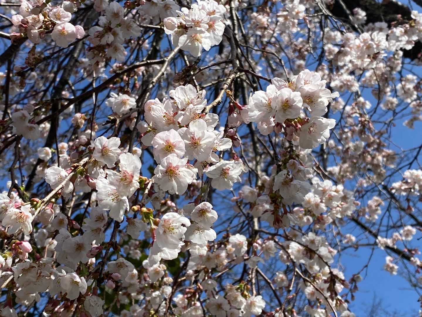 一本だけ沢山咲いてた