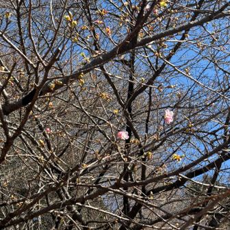 たぶん、河津桜🌸