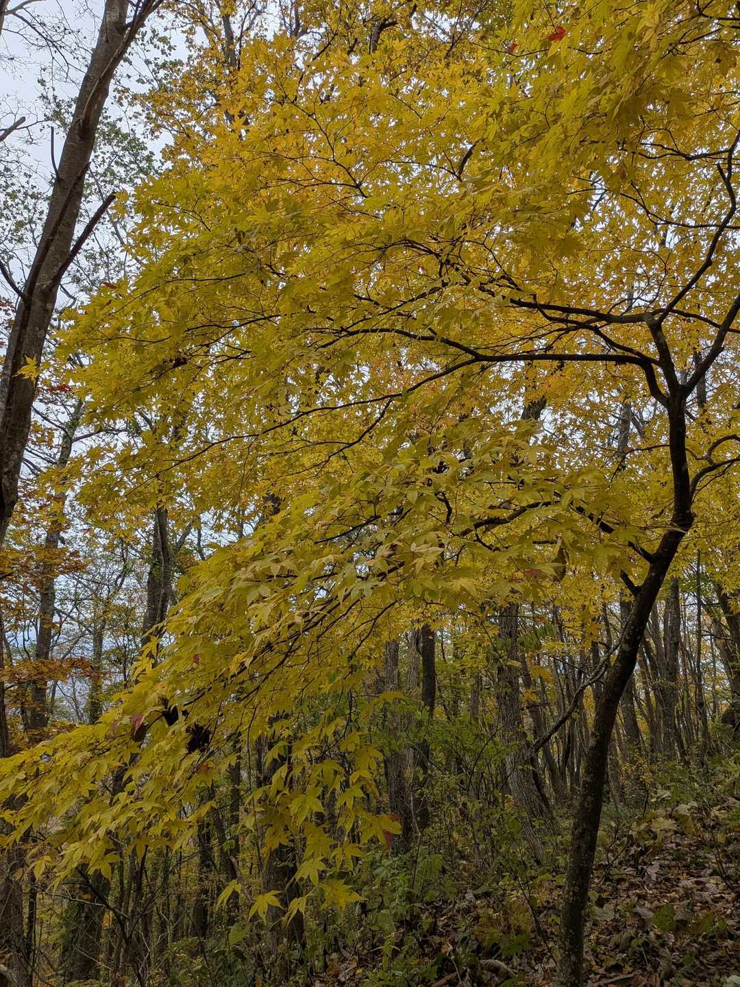🍁