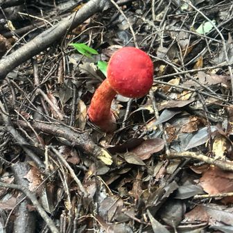 なかなかの大きさ　赤い🍄
見方によってはキモい🤣
