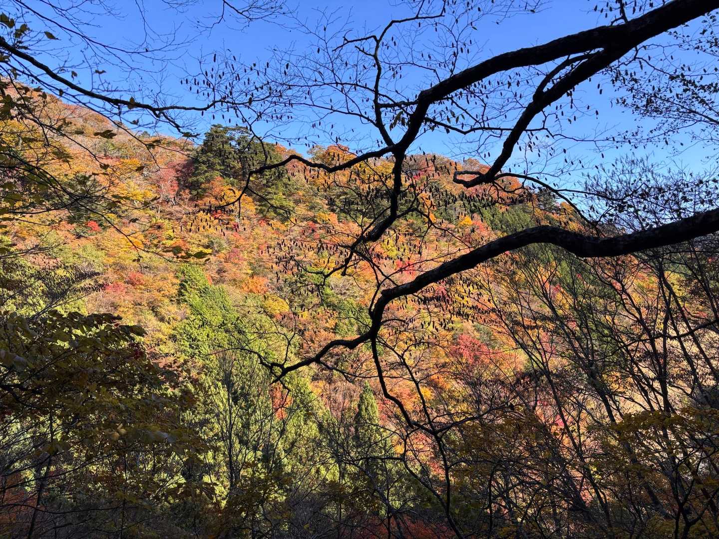 直ぐにこの景色🍁
高丸山は裏切らない
