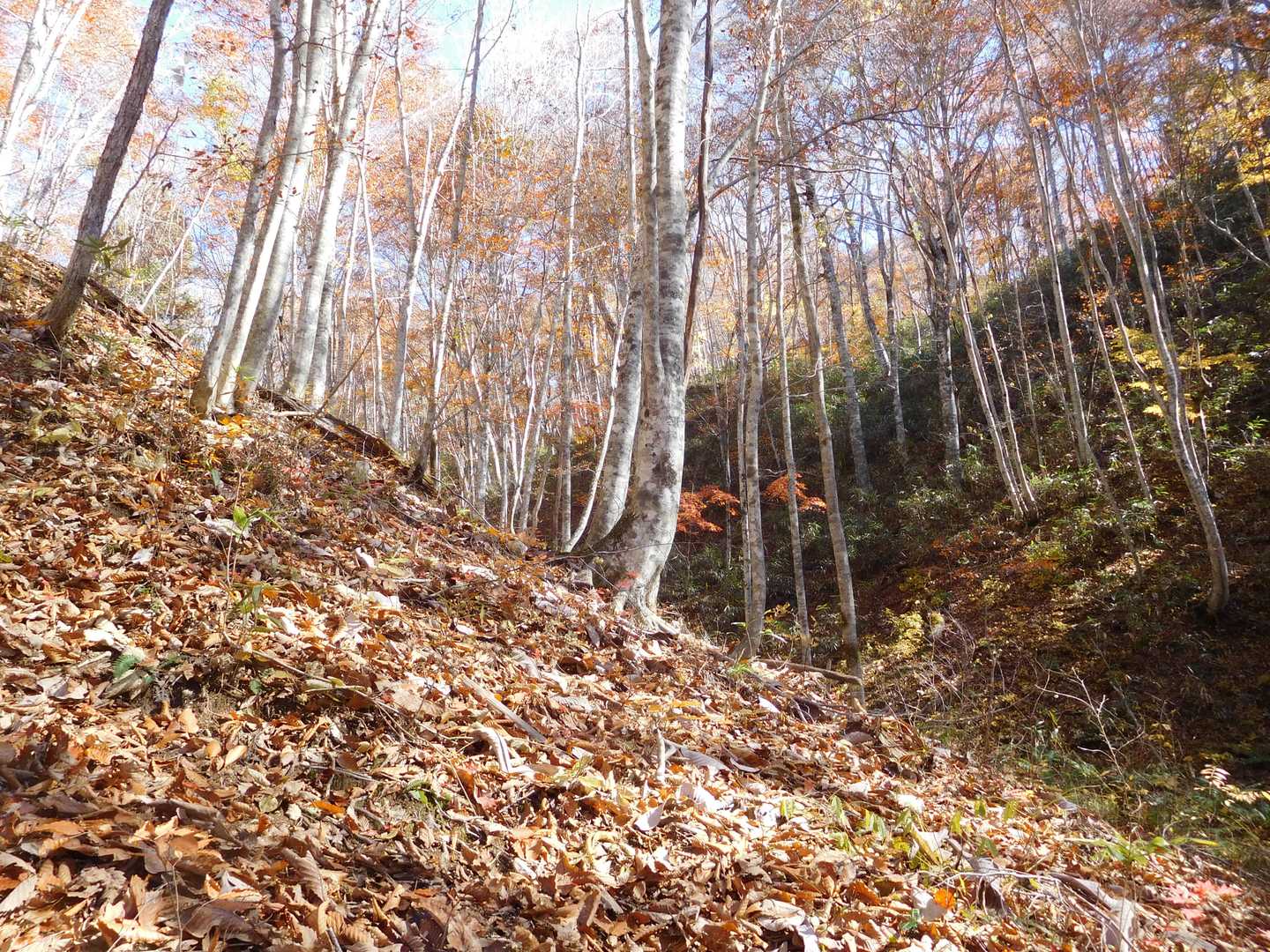 猪臥山散策道入口-猪臥山 周回コースの写真