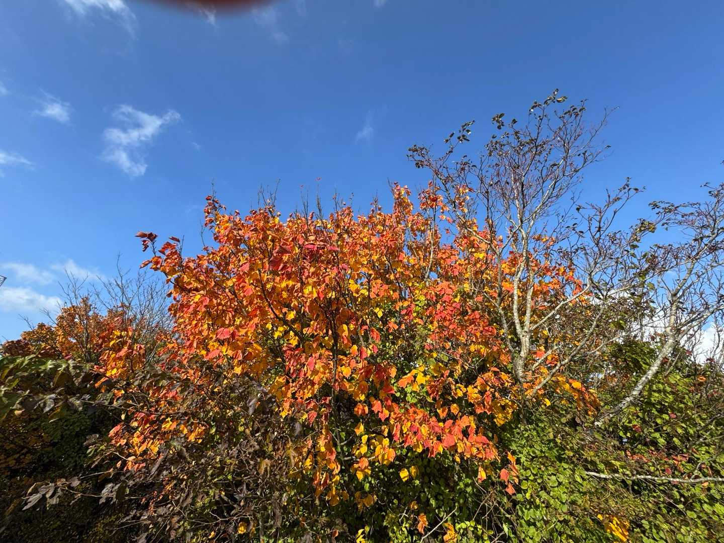 鮮やかに紅葉🍁してます、