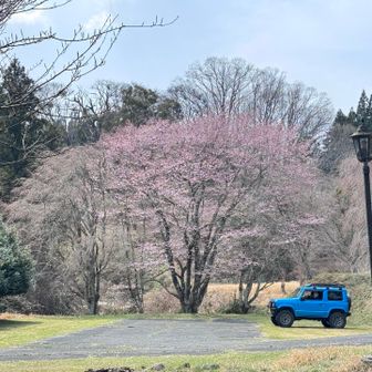 ここは三多気の桜の駐車場で4分咲きぐらいかな？