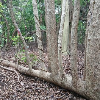 「象の背」のピークには、ユニークな形の木があります。山道から外れて入り込まないと見れません。