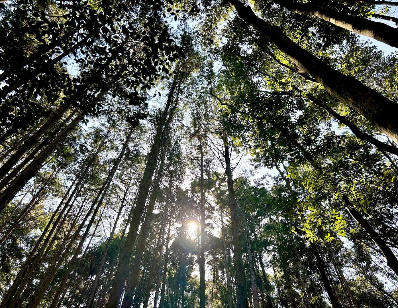 木漏れ日の樹林帯🌲を▶️