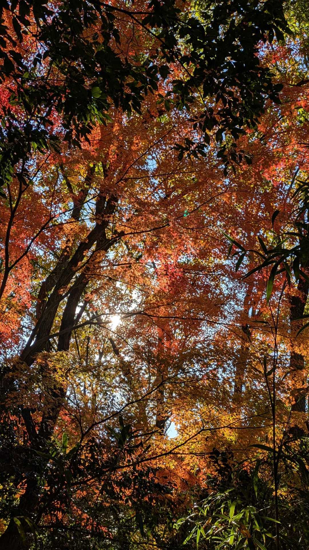吉備大臣宮-妹山-鷲峰山-鷲峰山・捧澤寺入口 周回コースの写真