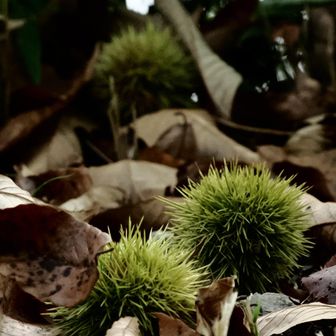 秋の気配🌰…
