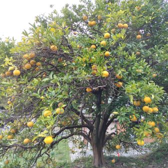 柚子の木かな～
12月27日に埼玉の越生アルプスで見たのを思い出した。
(^-^)