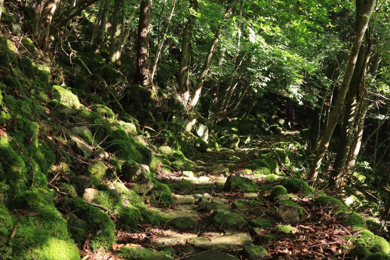 大洞山-大洞山-四ノ峰 周回コースの写真