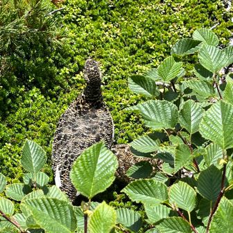 少し行くとすぐ近くに雷鳥がいた
雛1羽連れてのんびりしてたところへ、私が通りかかってびっくりさせたかも🙏