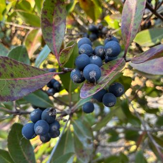 シャリンバイ
ブルーベリーみたい🫐