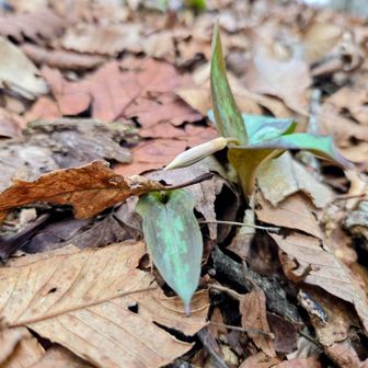 山頂標識付近に小さい株だけど蕾発見😳