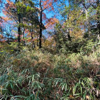 すこし薮っていた。