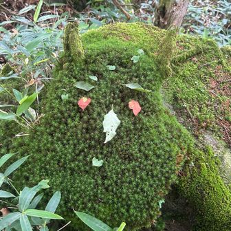 植物に覆われたツノが生えている岩？木？顔作りたくなるね♪