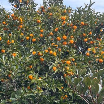 ヤマトタチバナが自生している