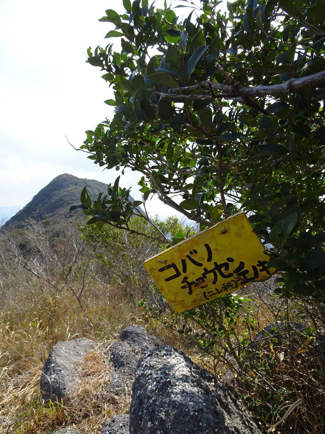 登山道を少し逸れると、コバノチョウゼイ、チョウジカマズミなどの木がお迎えしてくれる広場があって、三ノ岳を見ながらお弁当食べるのに良さそうネ🤤✨