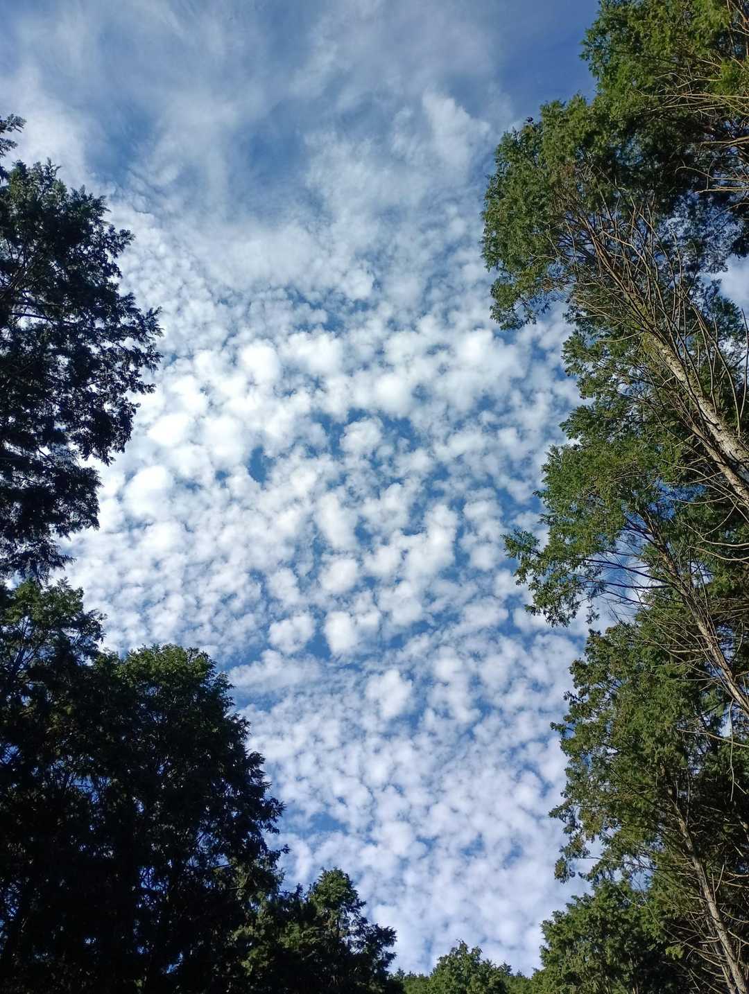 うろこ雲、雲は秋を感じるけど気温は夏日