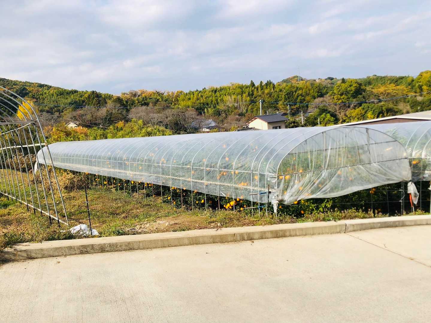 宇土らしい(?)デコポンなど柑橘を沢山目にする登山でした