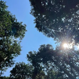 白鳥の空