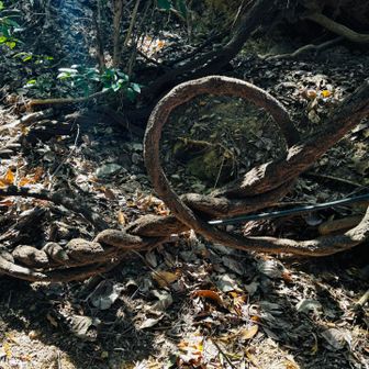 くるりんカズラ。ここは何回も歩いているのに今日初めて気づいた。