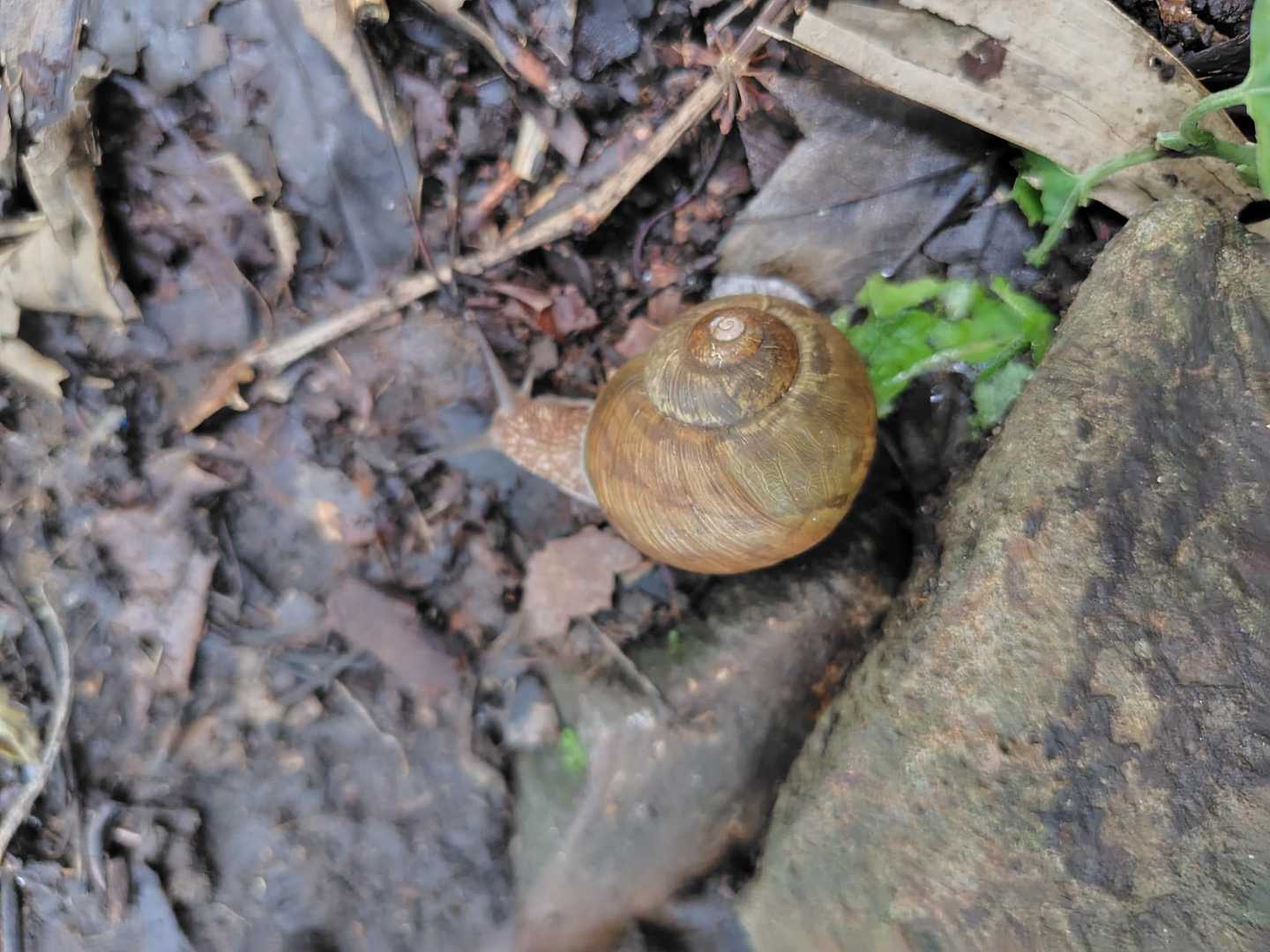 あちこち出てきてる、踏まないように。