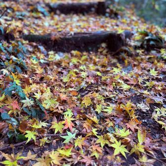 落ち紅葉可愛い