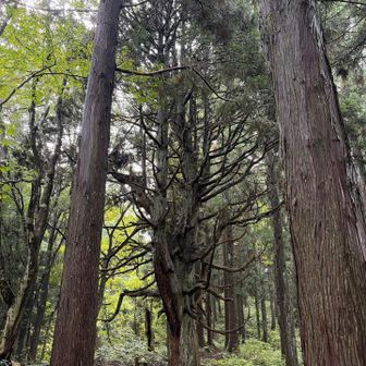 久しぶり🌲