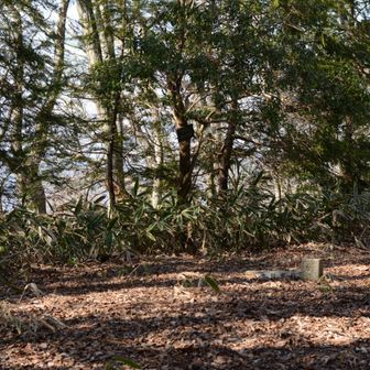 山頂は眺めナシ